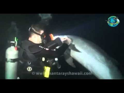 Youtube: intelligentes Verhalten der Tiere - Delfin bittet Taucher um Hilfe
