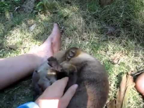 Youtube: Baby River Otter Makes Happy Noises