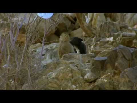 Youtube: Entwicklung im Gange - Wenn Paviane Hunde adoptieren