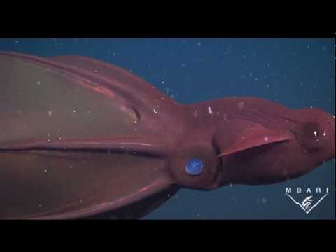 Youtube: The Vampire Squid - an ancient species faces new dangers in the deep