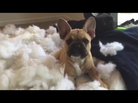 Youtube: Top 13 GUILTY Dogs - Ultimate FUNNY and CUTE Guilty Dogs