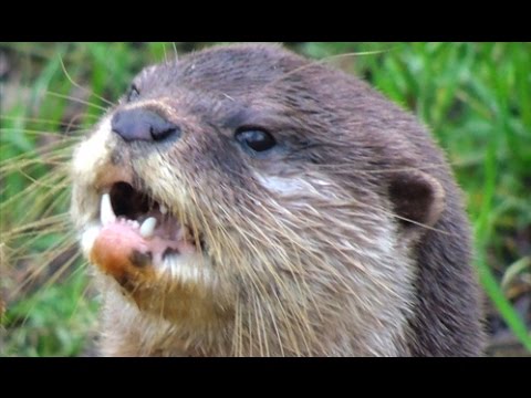 Youtube: What does the otter say ? +  more animal sounds