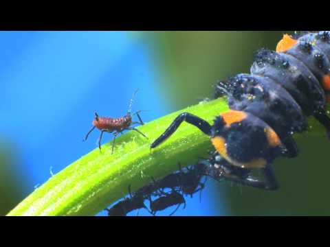Youtube: Marienkäferlarve und Marienkäfer fressen Blattläuse