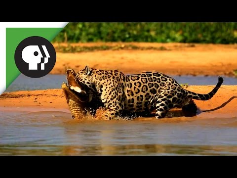 Youtube: Jaguar Attacks Caiman Crocodile