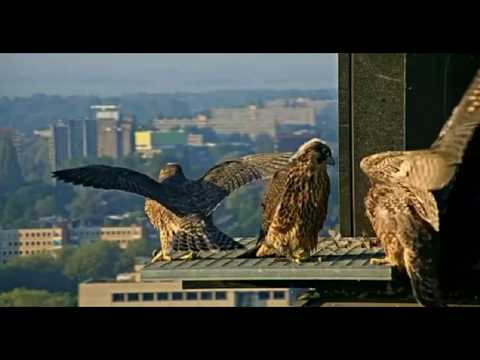 Youtube: CJ Wildlife/Vivara Webcams - 08.06.2017 (Amsterdam Peregrine Chicks Summary 2017)