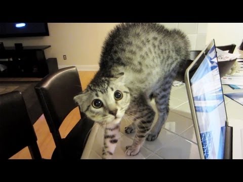Youtube: SCAREDY CAT