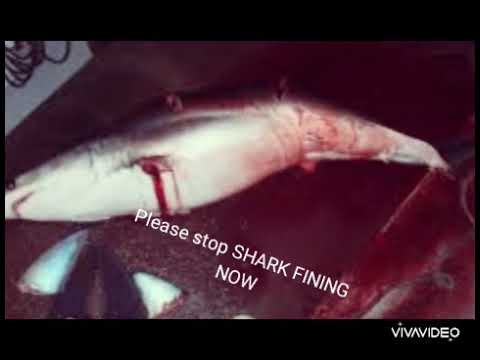 Youtube: Save our sharks