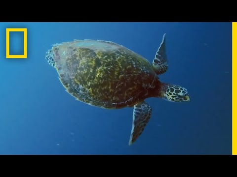 Youtube: Meeresschildkröten 101 | National Geographic