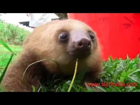 Youtube: Super cute sloth squeak!