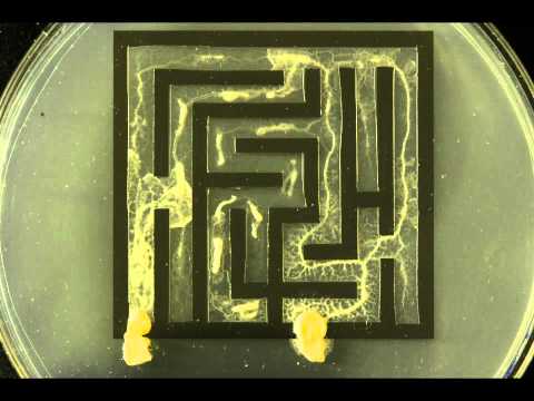 Youtube: Slime mold solving maze