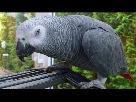 Youtube: BESTER SPRECHENDER PAPAGEI SPRICHT UNGLAUBLICH VIEL - 100 WÖRTER - MIT UNTERTITEL! TOP VIDEO
