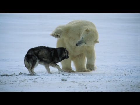 Youtube: Not just a man's best friend! - Nature's Weirdest Events - Episode 1 - BBC Two