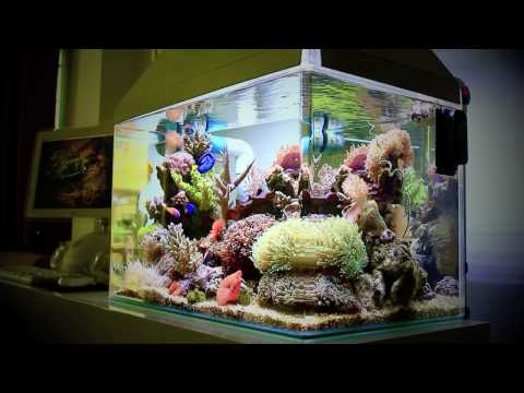 Youtube: Nano Reef Tank 25 Gallon (Canon EOS 550D Video Test)