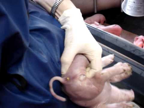 Youtube: Kastration von Ferkeln