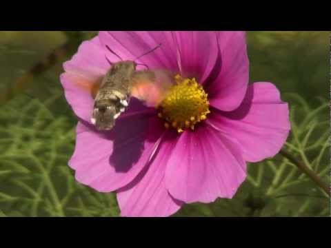 Youtube: TAUBENSCHWÄNZCHEN  Kolibrischwärmer - HD