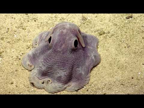 Youtube: Dumbo Octopus in Action | Nautilus Live