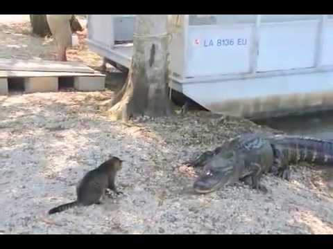 Youtube: Cat vs Gator - Pet Cat Saves Boy from Two Vicious GATORS- (original)