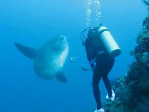 Youtube: Bali Mola Mola Mondfisch Crystal Bay 2009