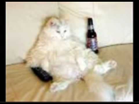 Youtube: Sind so kleine Biere Remember Daily Terror