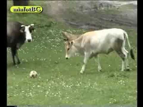Youtube: A cow - soccer player
