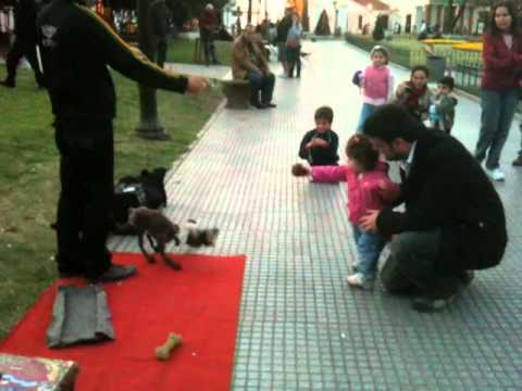 Youtube: Dog Puppeteer in Recoleta