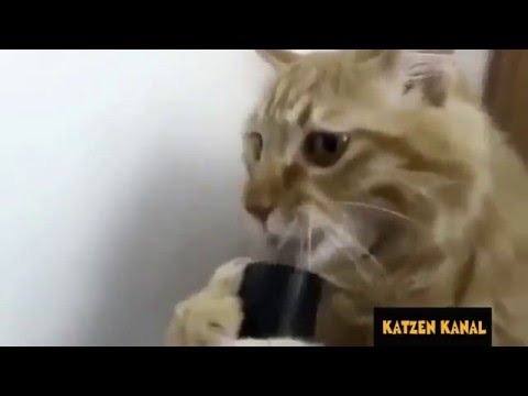 Youtube: Die lustigsten Katzen