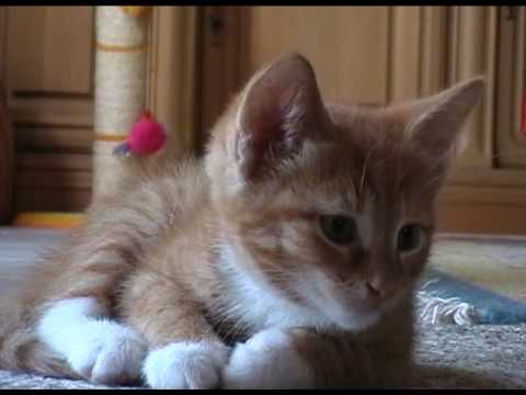 Youtube: MushiFlo, Scher & Ikko Frisch - Wir scheissen auf Natur (Kitten Video)