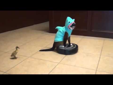 Youtube: Katze im Hai Kostüm jagt kleine Ente