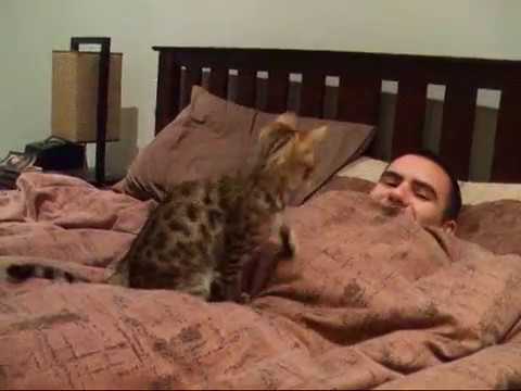 Youtube: Bengal kitten goofball 2