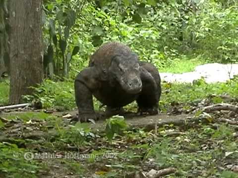 Youtube: Komodowaran auf der Insel Rinca, Komodo dragon