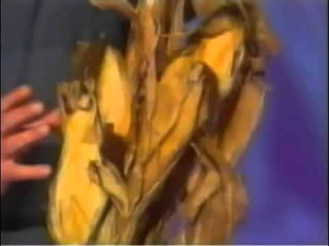 Youtube: Wissenschaftliche Sensation - Verbotene Entdeckung von 1988