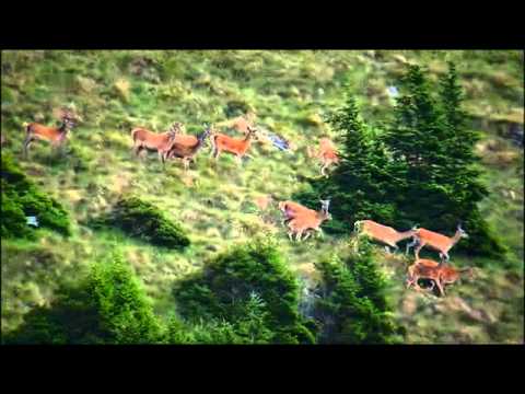 Youtube: Das Leben der Hirsche und Rehe in den Alpen 2013