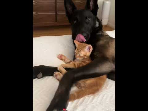 Youtube: Dogs and cats are best friends#love #dog #cat #cats #usa