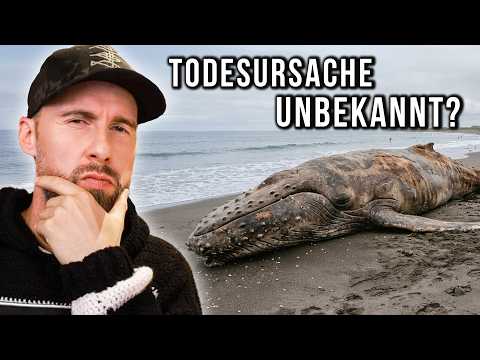 Youtube: Exklusiv Aufnahmen von „Timmy“ & nächster Wal auf dem Weg nach Deutschland?