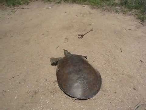 Youtube: SUPER FAST TURTLE