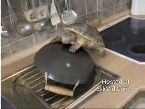 Youtube: Teflon Turtle Love