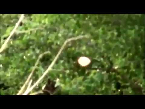 Youtube: Ufo Ovni Orbe Real o Digitalizado ? ¿ Usted qué opina ?