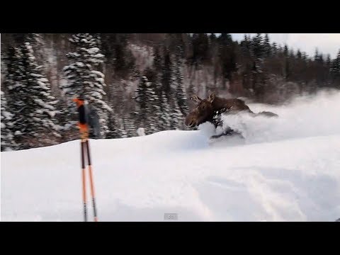 Youtube: Trapped moose running past us