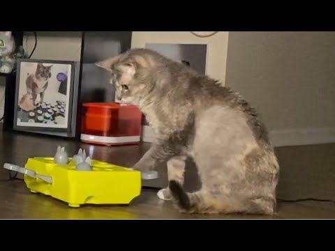 Youtube: Billi Is Mad At Her New Puzzle Feeder: Learning Can Be Frustrating But Rewarding! | BilliSpeaks