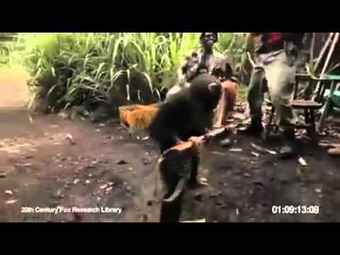 Youtube: Affe mit pistole  ak-47  schießt - Monky shot