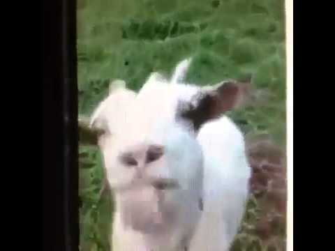Youtube: Lustige Ziege macht komische geräusche Funny goat makes funny sounds Viral Video