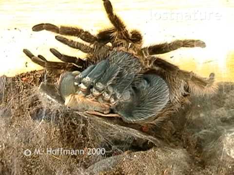 Youtube: Häutung einer Vogelspinne Brachipelma albopilosum Zeitraffer, curlyhair tarantula