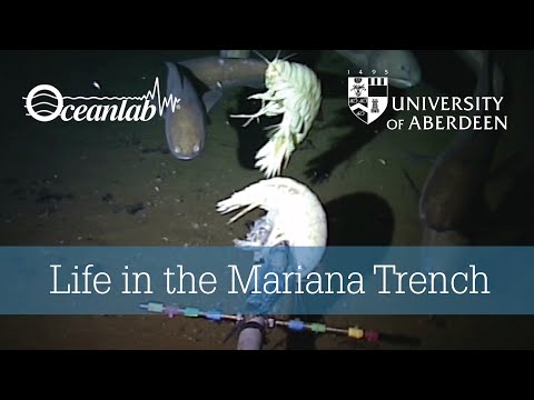 Youtube: Life in the Mariana Trench
