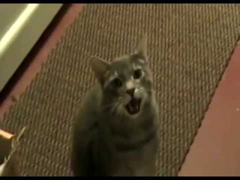 Youtube: Hey Katze
