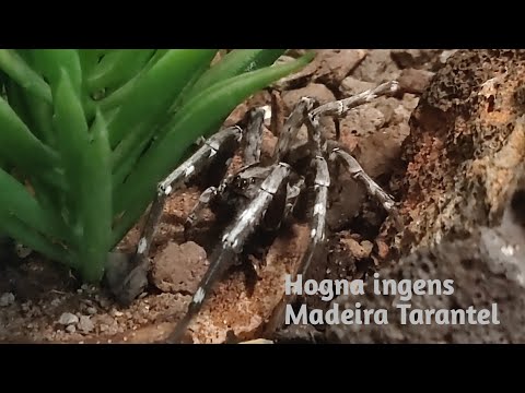 Youtube: Hogna ingens, Madeira / Deserta Tarantel, Wilhelma