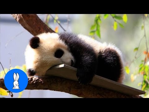 Youtube: Clumsy Baby Panda Cubs - CUTEST Compilation