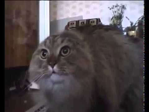 Youtube: talking-funny-cat-says-no-no-no
