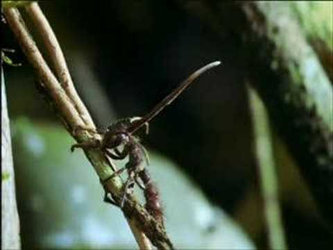 Youtube: Ameise trägt Alien - Ant bears Alien