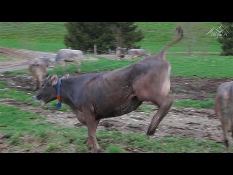 Youtube: Allgäuer Kühe springen vor Freude