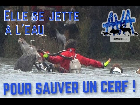 Youtube: Chasse à courre : une femme se jette à l'eau pour tenter de sauver un cerf !
